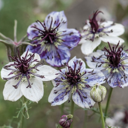 Picture of Nigella - Delft Blue